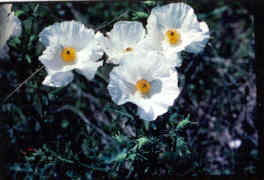 Prickly Poppy