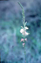 Wild Honeysuckle