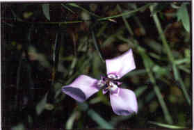Wild Iris