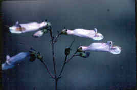 Beardtongue