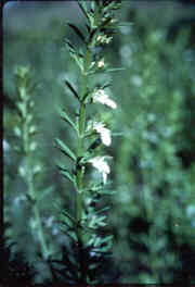 Germander