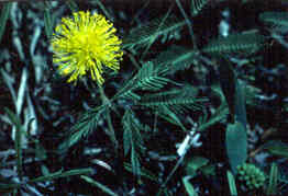 Yellowpuff