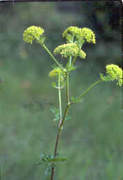 Prairie Parsley