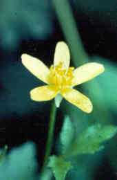 Buttercup