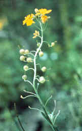 Bladderpod