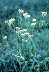 Wild Mustard