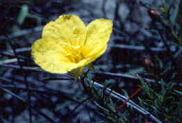 Yellow Evening Primrose