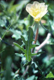 Cutleaf Primrose