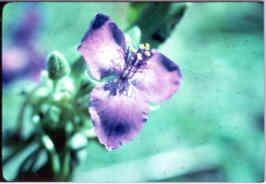 Spiderwort
