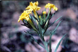 Puccoon