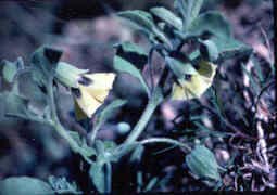 Ground Cherry