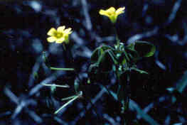 Yellow Woodsorrel