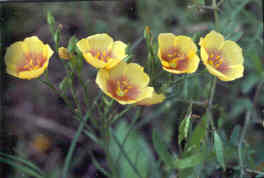 Wild Flax
