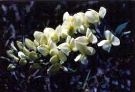 Wild Indigo
