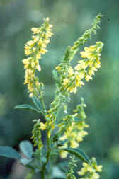 Yellow Sweetclover