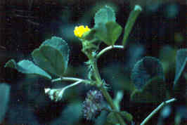 Burclover