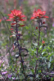 Indian Paintbrush