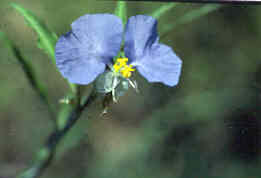 Dayflower