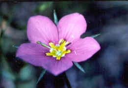 Texas Pink