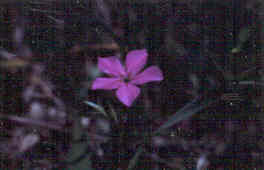 Pasture Phlox