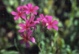 Drummond Phlox