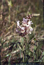 Rattlesnake Flower