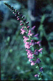 Prairie Brazoria