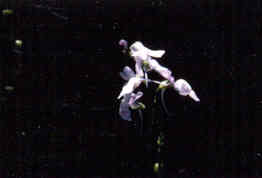 Toadflax