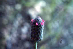 Prairie Clover