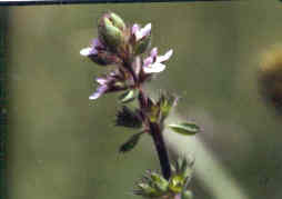 Hedge Nettle