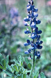 Sandyland Bluebonnet