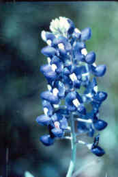 Common Bluebonnet