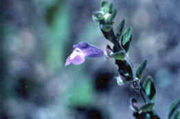 Skullcap