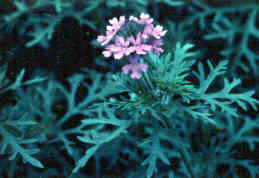 Sweet William