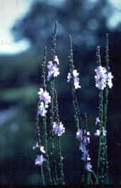 Texas Vervain
