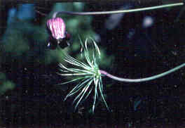 Leatherflower