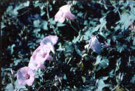 Morning Glory
