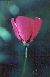 Trailing Winecup