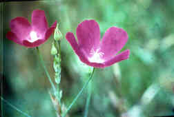 Standing Winecup