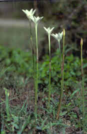 Drummond Rainlily