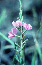 Loosestrife