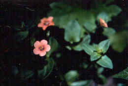 Scarlet Pimpernel