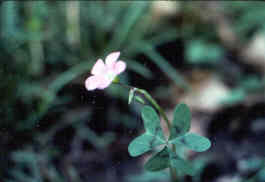 Purple Woodsorrel