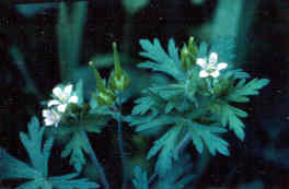 Wild Geranium