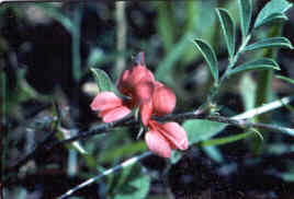 Scarlet Pea