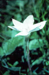 Giant Rainlily