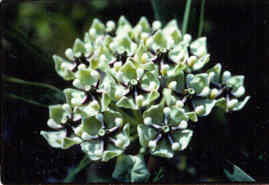 Green Milkweed