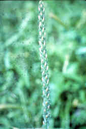 Ribbongrass