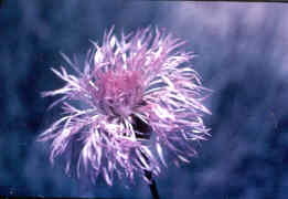 Basketflower