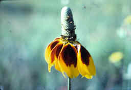 Mexican Hat